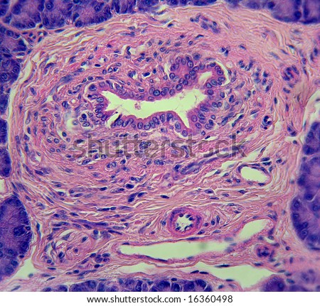 High Power Microscopic View Of A Pancreatic Duct. Stock Photo 16360498 ...