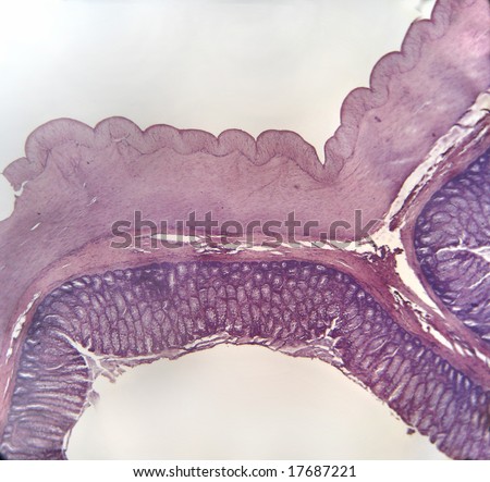 A Microscopic Cross Section Of The Wall Of A Mammalian Large Intestine ...