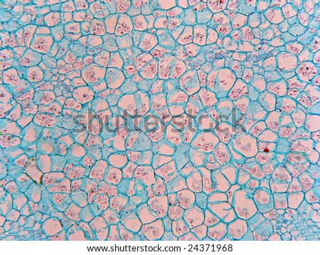 Tomato Cells Magnification 100 Stock Photo 24371968 : Shutterstock