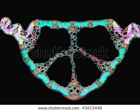 Rice leaf--cross section at midrib. Image enhanced.  Magnification 100X