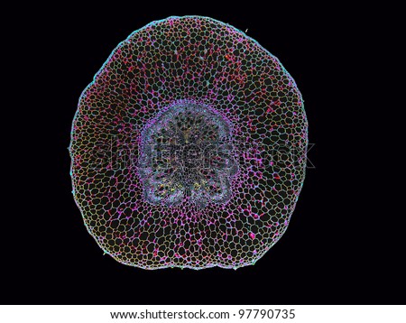 A cross section of the petiole of a bean (Phaseolus pulvinus) which connects the stem and the bean. Image enhanced. Magnification 40x