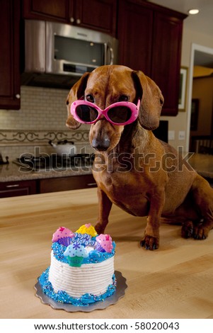 Dog wearing pink sunglasses with birthday cake
