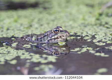 Frog in its environment with part of its body out of the water.