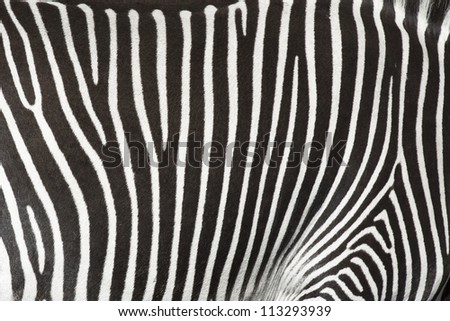 Natural texture of the skin of an African zebra.