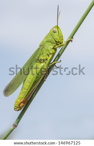 Green grasshopper on a rush against the sky