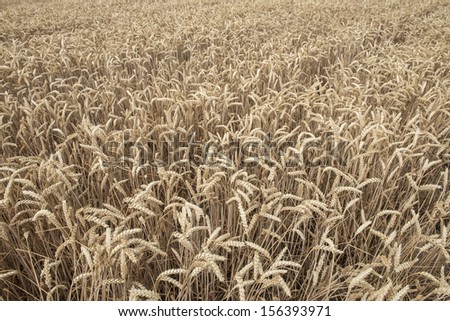 Cereal plants in a crop for the agriculture industry