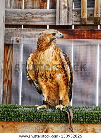 A Red-Tailed Hawk (Buteo jamaicens) is inside its living space (or Mews) in an organization that helps educate the public about Birds of Prey.
