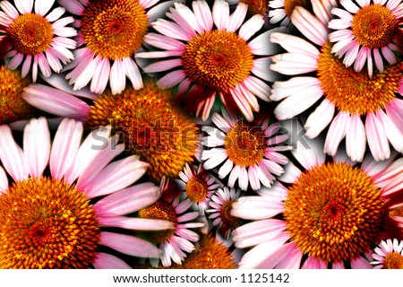 Floral concept image of herbal/medicinal Purple Cone Flowers (Echinacea).