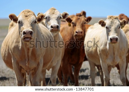 Country Cows With Attitude - A portion of a herd of cows seems to be in a bad mood, with the pregnant one on the left as the spokesperson for the female group (focus point on head of cow at left).