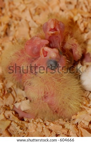 One week old Baby Cockatiel Chicks
