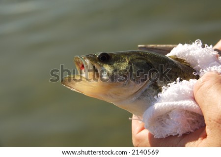 Big Mouth Bass Out of Water