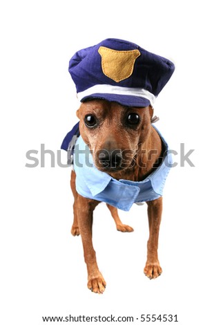 A Dog Dressed In A Humorous Police Officer Uniform Costume Stock Photo ...