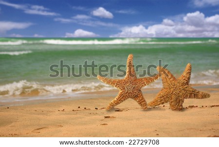 Pair of Starfish Humorously Walking Out of the Surf Onto the Beach
