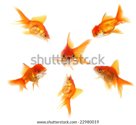 Angry Goldfish Ganging Up On A Peer. Concept Illustrates Pressure ...