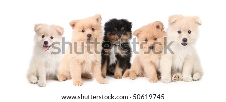 Adorable Pomeranian Puppies Lined up on White Background