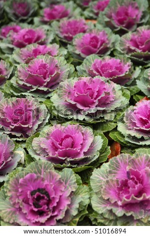 Purple and Green Cabbage Growing Outdoors in a Garden