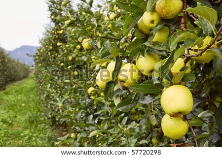 Apple trees with yellow apples in fruit farm