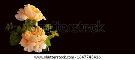 Similar – Image, Stock Photo Still Life with Rose