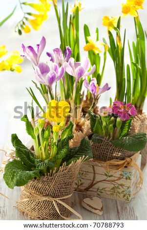 Colorful spring flowers in pots.Narcissus,primula,crocus,freesia, violet