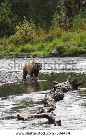 Grizzly bear on Russian river