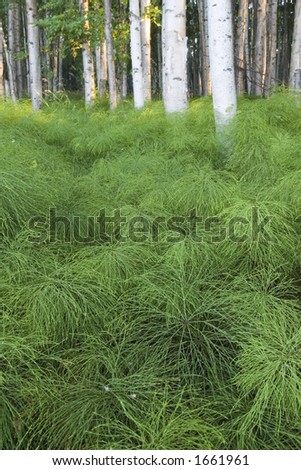 Dense green horse-tail makes nice foreground in birch wood.