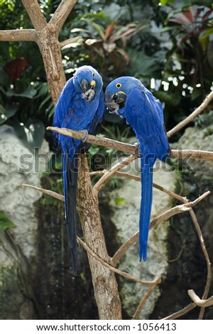 Two hyacinth macaws grooming  (a.hyacinthine)