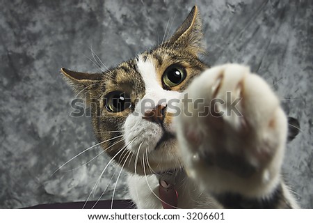 Pet cat batting at the camera with shallow depth of field focused on the cat\'s eyes