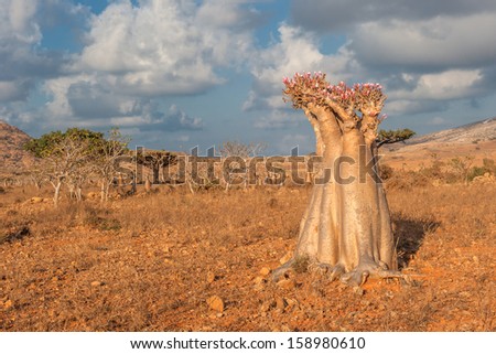 Desert rose tree, Socotra Island, Yemen