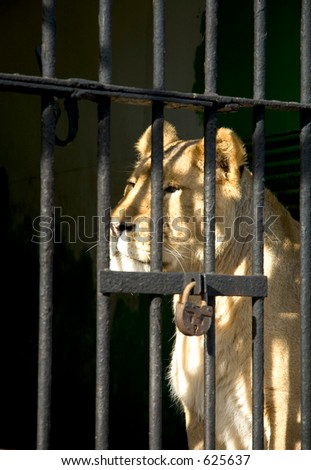 lion sitting in the cell