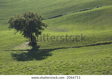 olive tree in a green field - typical tuscan landscape