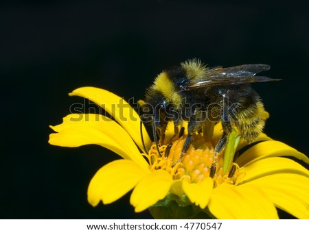 bumblebee in sunflower