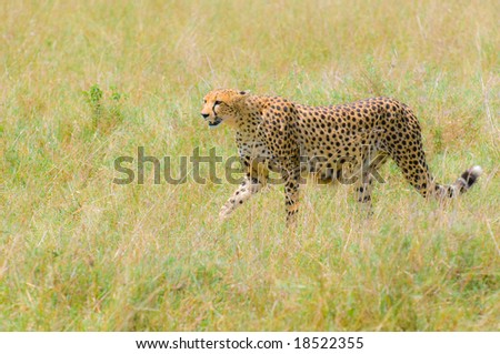 cheetah in the field, masai mara, kenya