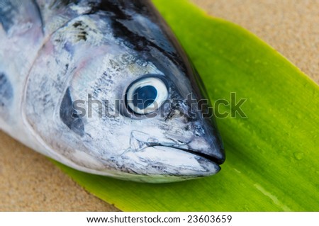 head of tuna fish at a fish market