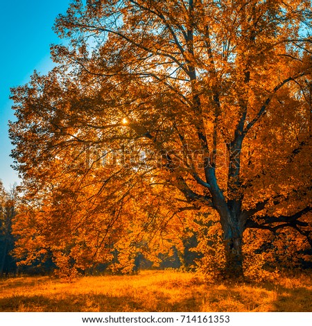 autunm tree in the park perfect fall scenery ez canvas