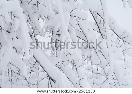 Close up of branches of a tree covered with snow fall. Winter Scene.