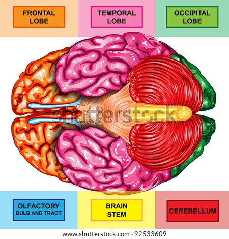 Human Brain Underside View Stock Photo 92533609 : Shutterstock