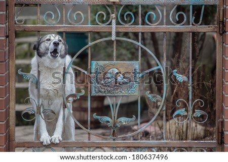 Dog barking through the fence. protects the house