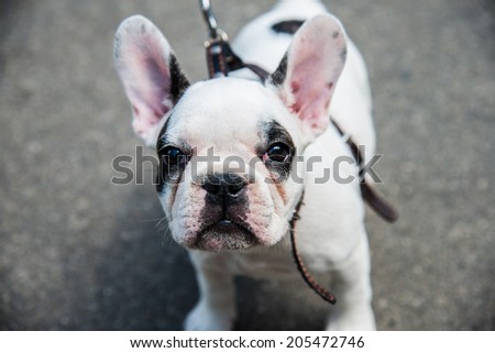 Muzzle dog breed French bulldog looking to frame
