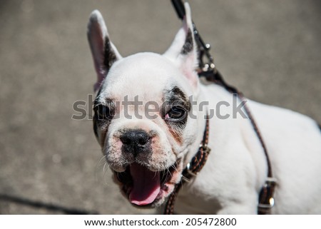 Muzzle dog breed French bulldog during yawning