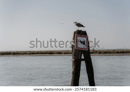 Similar – Foto Bild Venezianische Möwe auf Pfahl