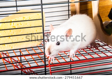 Rats in a cage eat a big piece of cheese