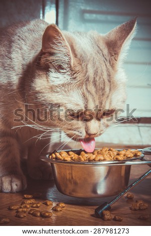The cat has a cat food