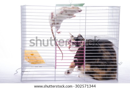 The cat sits in a cage with a big white rat