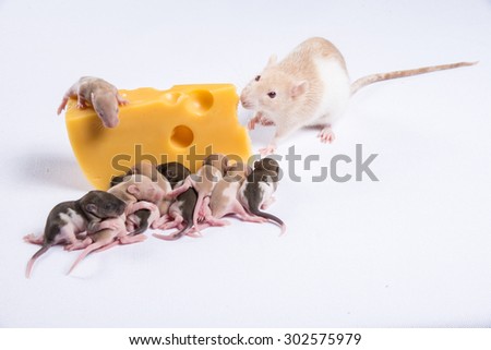 Most rat rats with children eat a big piece of cheese