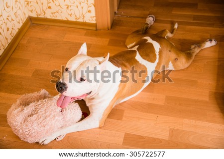 Dog breed Staffordshire Terrier lying on the floor in the apartment