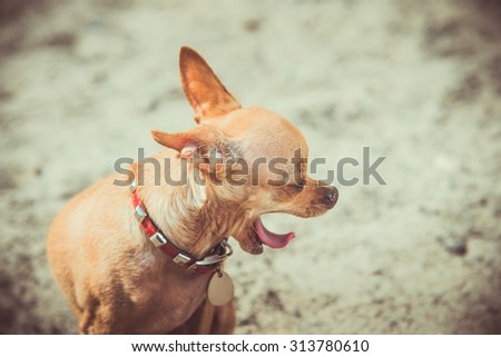 Dog Toy Terrier yawning