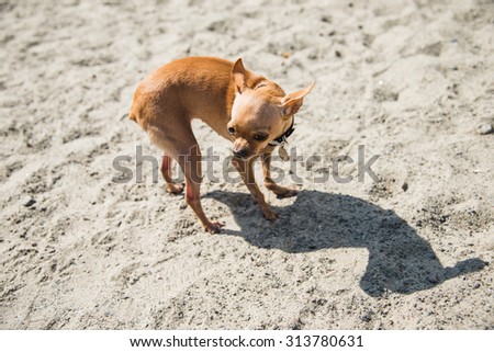 Dog Toy Terrier