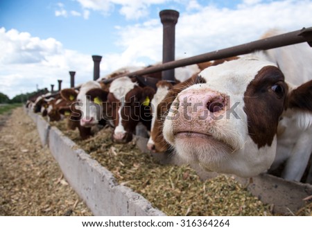 Cows on a farm Сток-фото © 