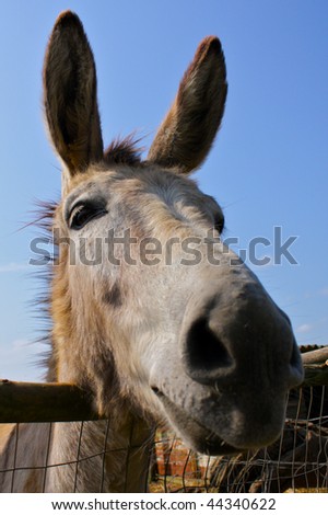 Donkey head