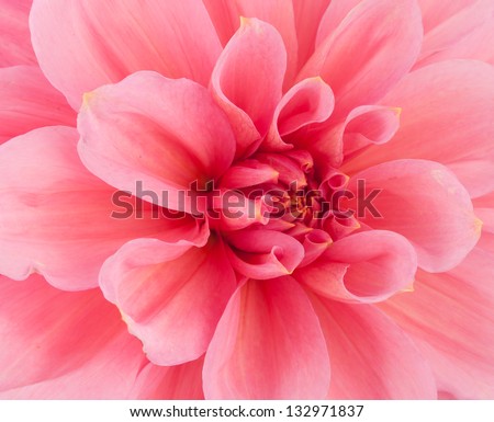 pink of a dahlia isolated on white background